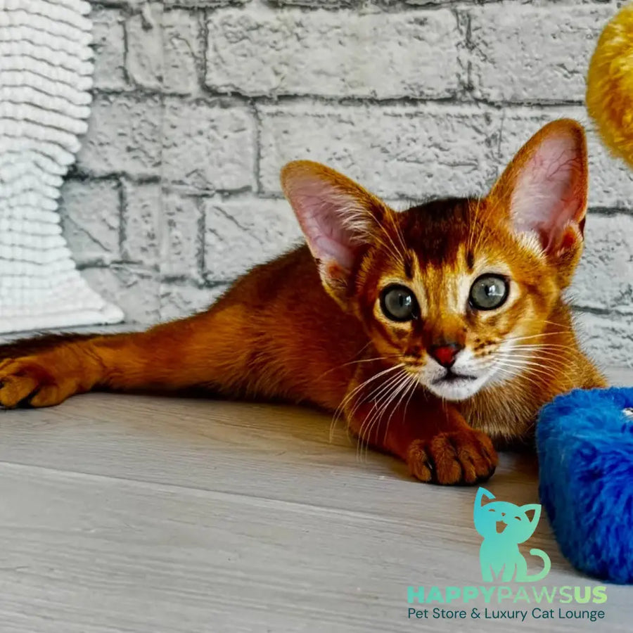 Jambo Abyssinian male ruddy - live animals