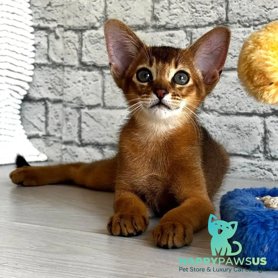 Jambo Abyssinian male ruddy - live animals