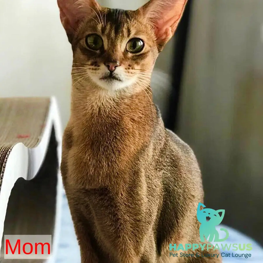 Jambo Abyssinian male ruddy - live animals