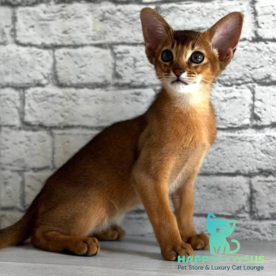 Jambo Abyssinian male ruddy - live animals