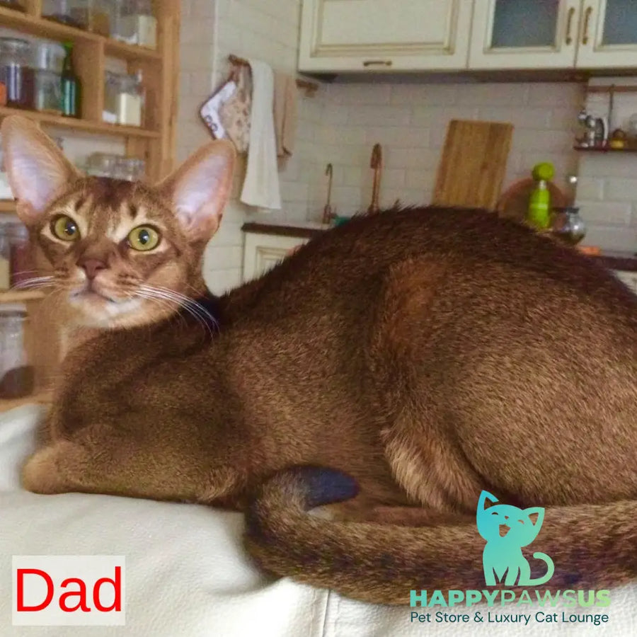 Jambo Abyssinian male ruddy - live animals