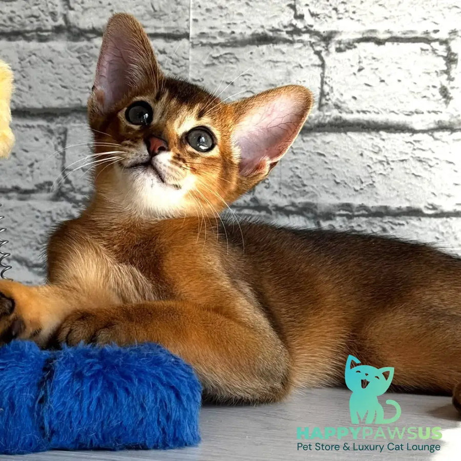 Jambo Abyssinian male ruddy - live animals