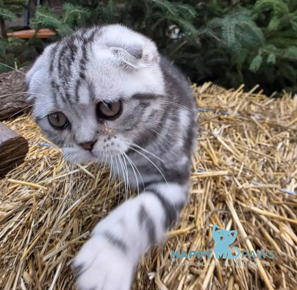 Jambo Scottish Fold male black silver tabby live animals