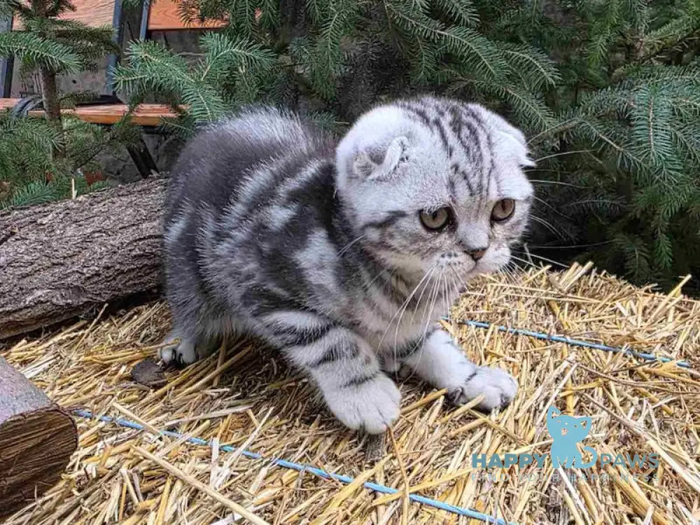 Jambo Scottish Fold male black silver tabby live animals