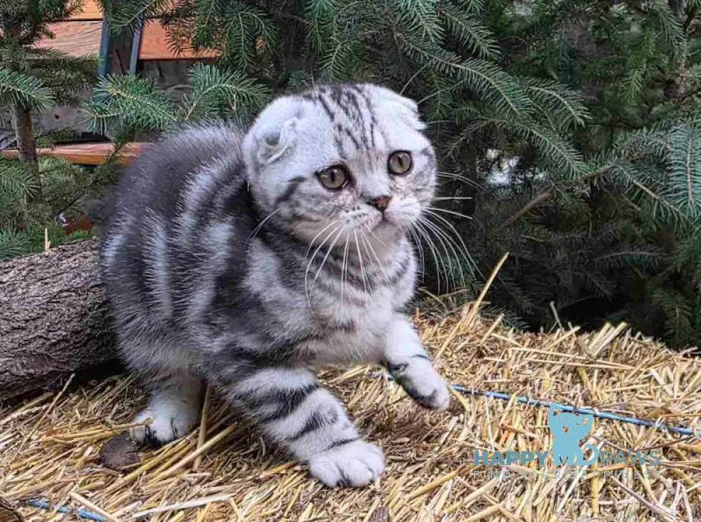 Jambo Scottish Fold male black silver tabby live animals
