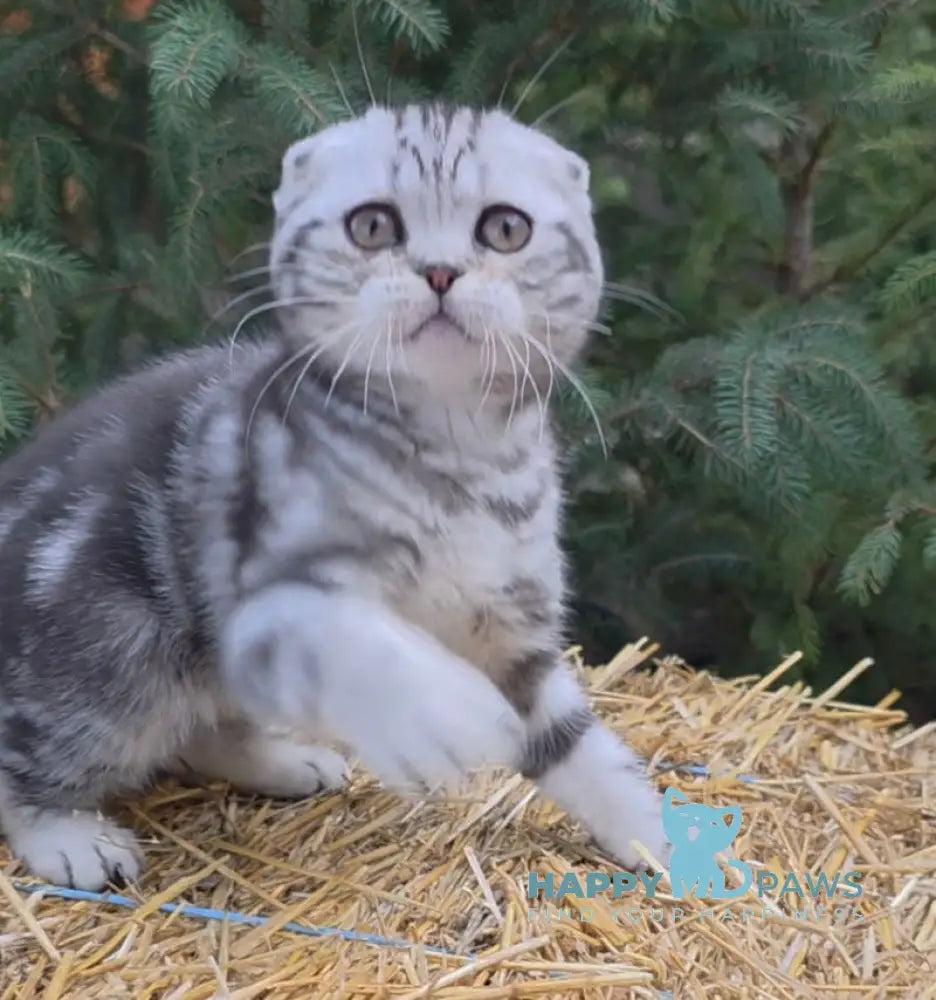 Jambo Scottish Fold male black silver tabby live animals