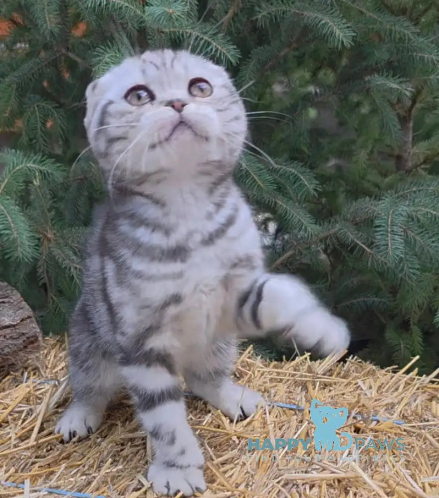Jambo Scottish Fold male black silver tabby live animals