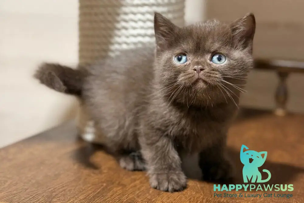James British Shorthair male chocolate - live animals