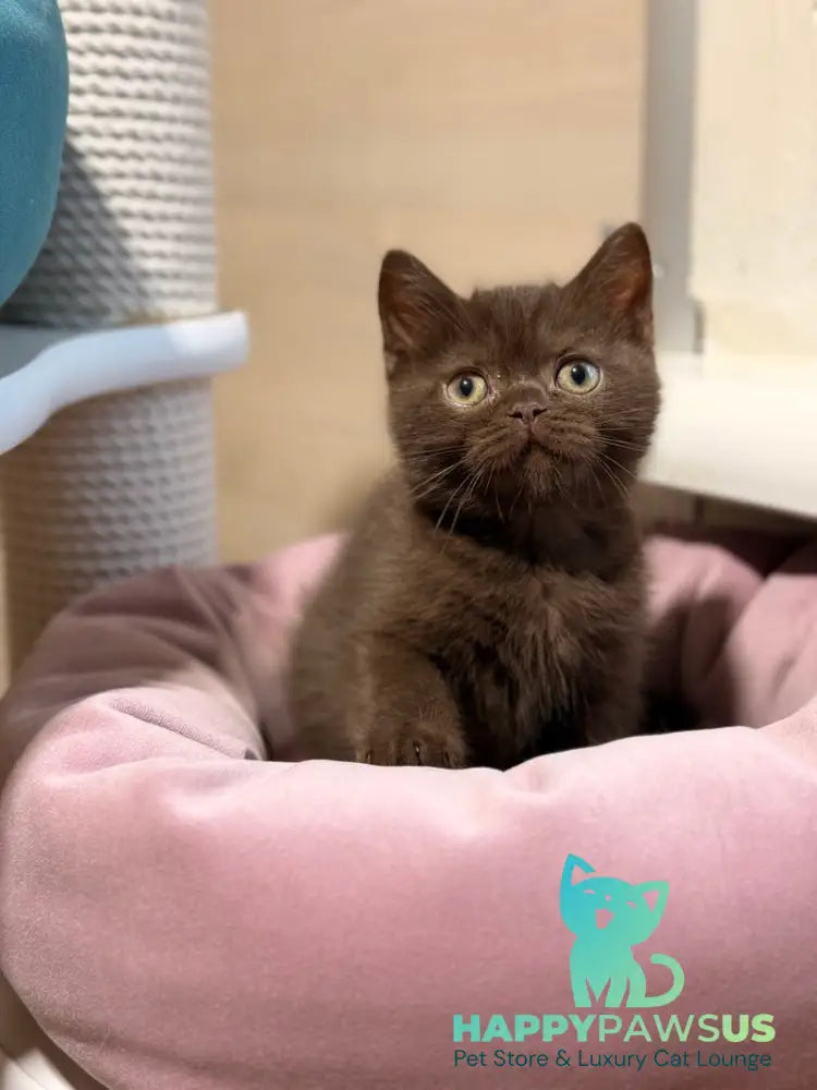 James British Shorthair male chocolate - live animals