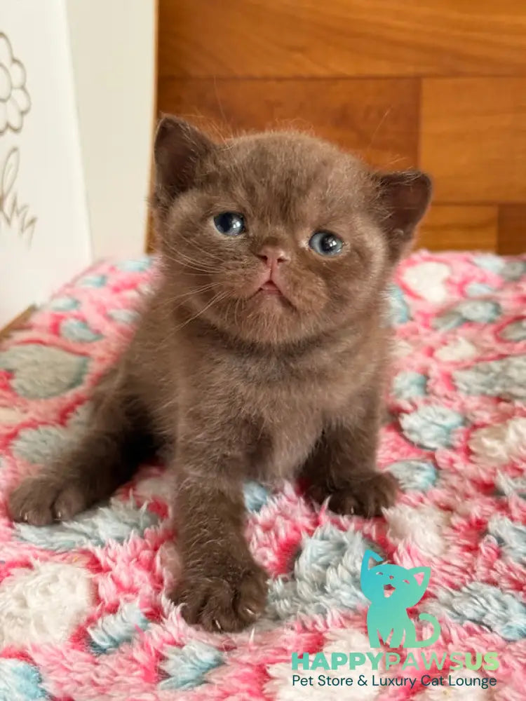 James British Shorthair male chocolate - live animals