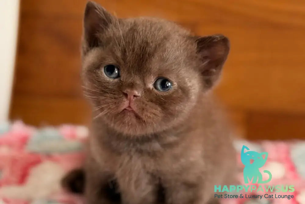James British Shorthair male chocolate - live animals