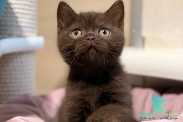 James British Shorthair male chocolate - live animals