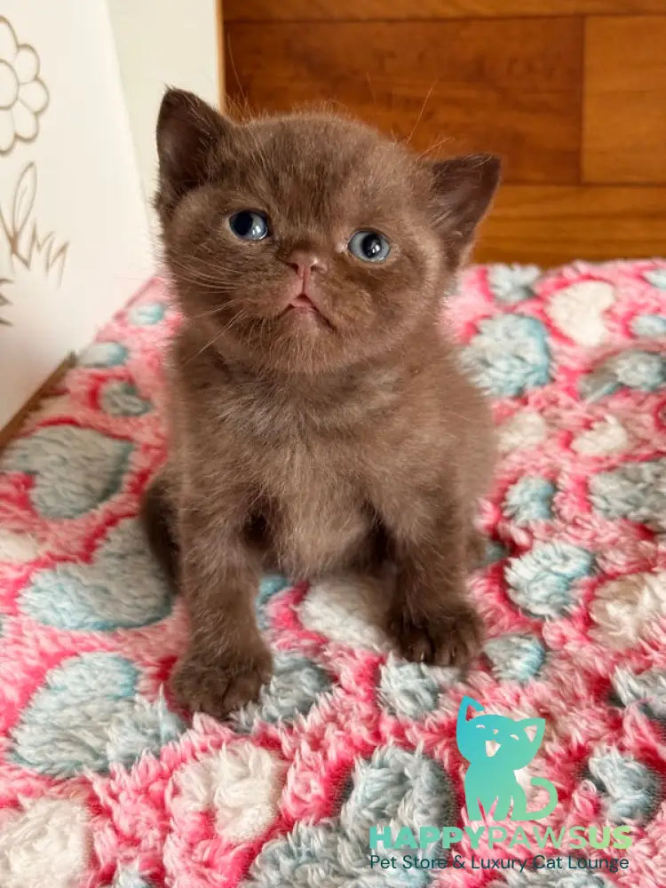 James British Shorthair male chocolate - live animals