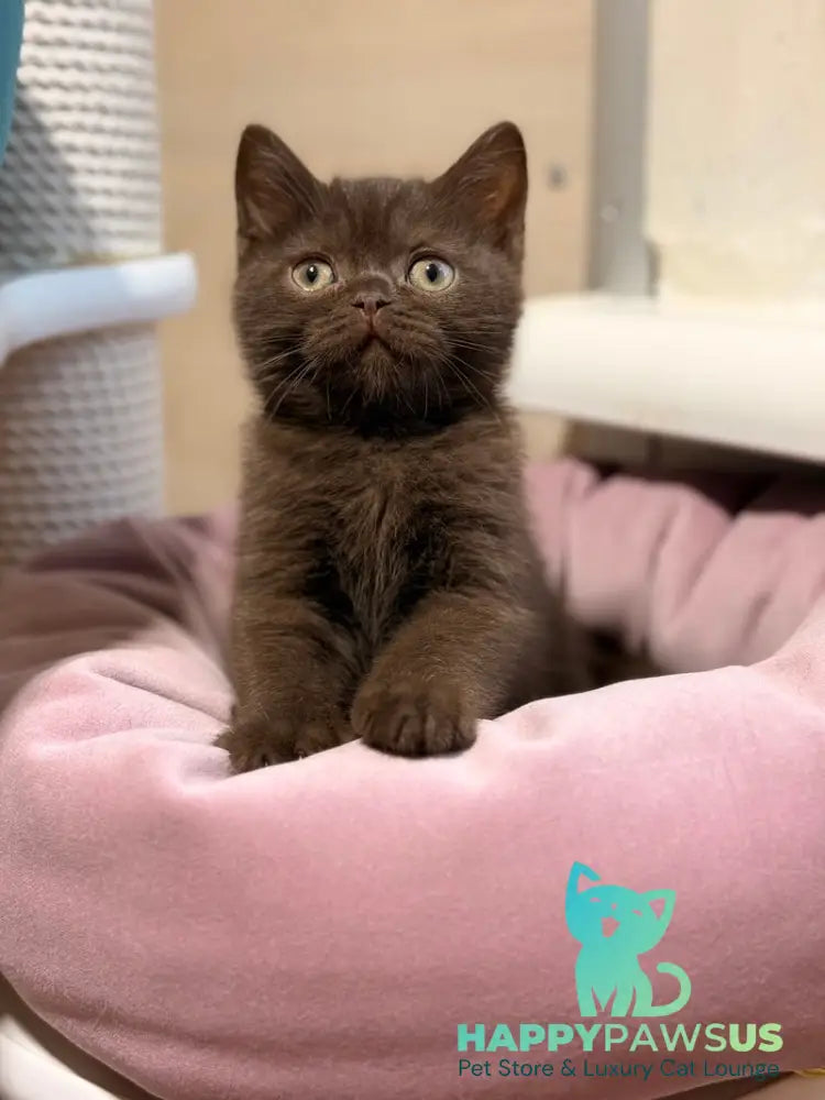 James British Shorthair male chocolate - live animals