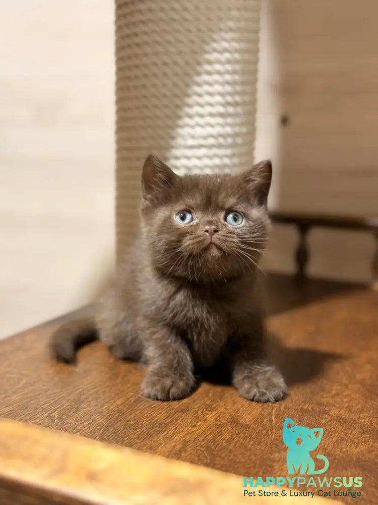 James British Shorthair male chocolate - live animals