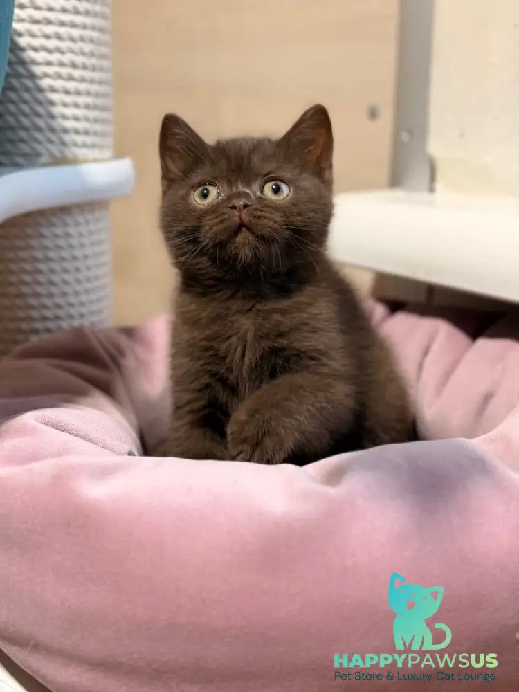 James British Shorthair male chocolate - live animals