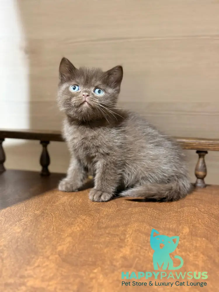 James British Shorthair male chocolate - live animals