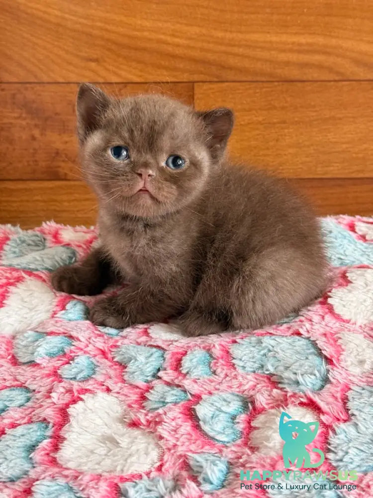 James British Shorthair male chocolate - live animals