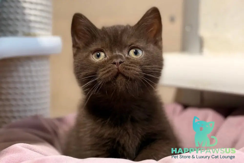 James British Shorthair male chocolate - live animals