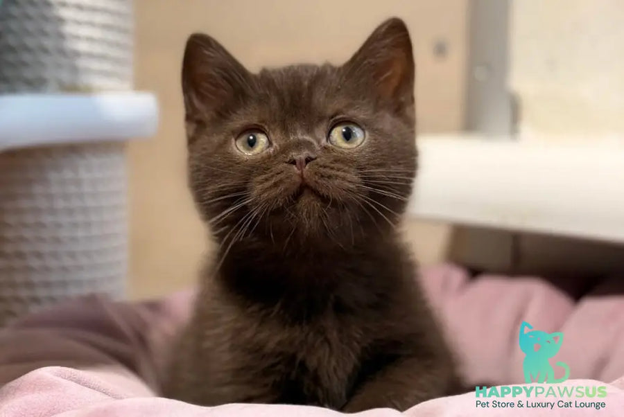 James British Shorthair male chocolate - live animals