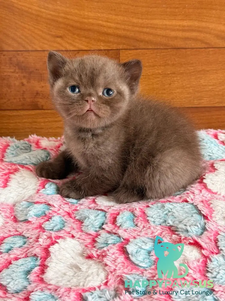 James British Shorthair male chocolate - live animals