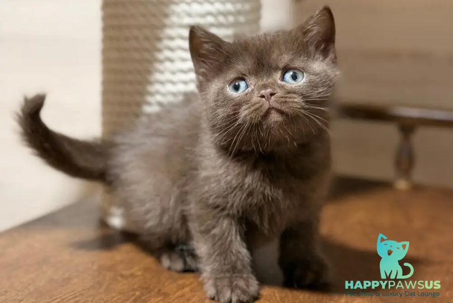 James British Shorthair male chocolate - live animals