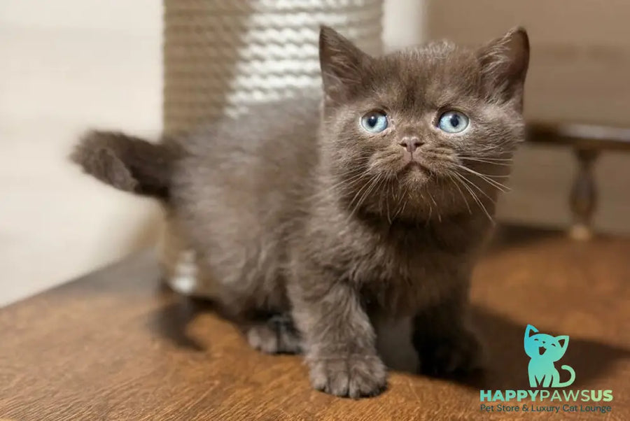 James British Shorthair male chocolate - live animals