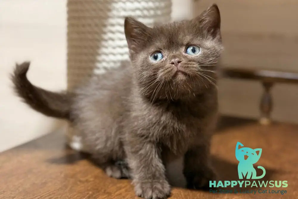 James British Shorthair male chocolate - live animals