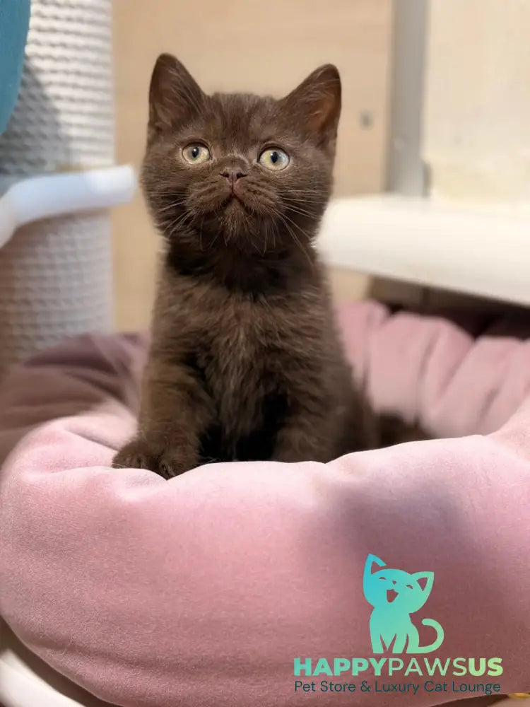 James British Shorthair male chocolate - live animals