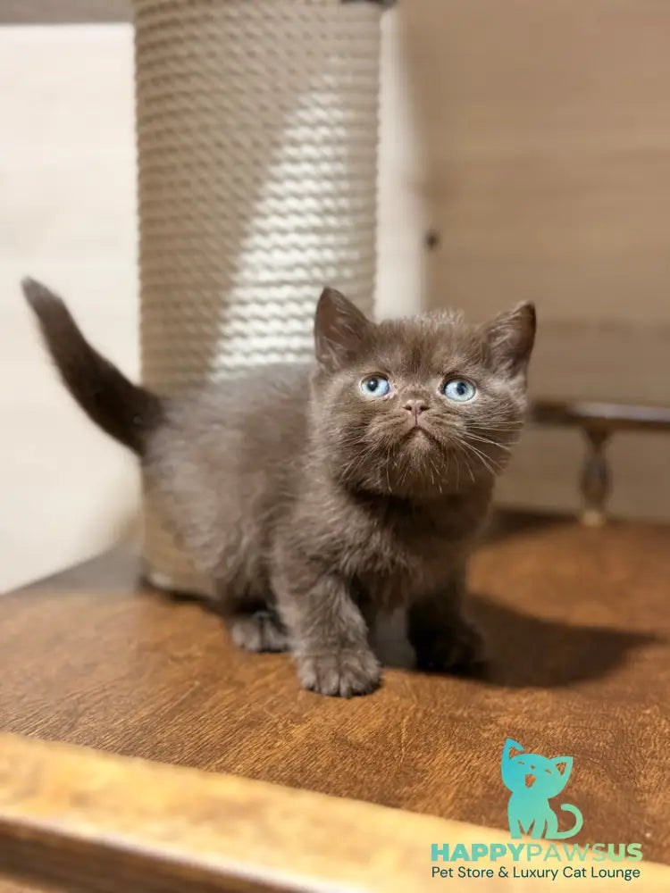 James British Shorthair male chocolate - live animals