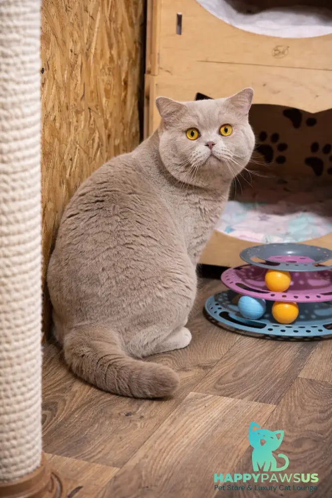 James British Shorthair male chocolate - live animals