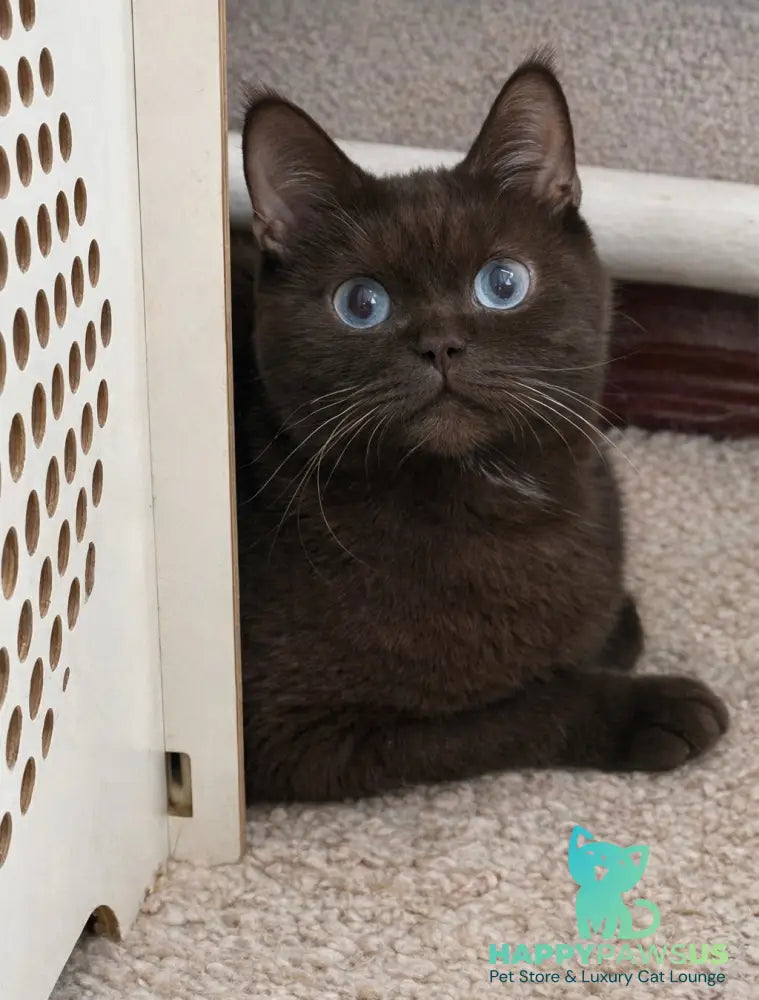 James British Shorthair male chocolate - live animals