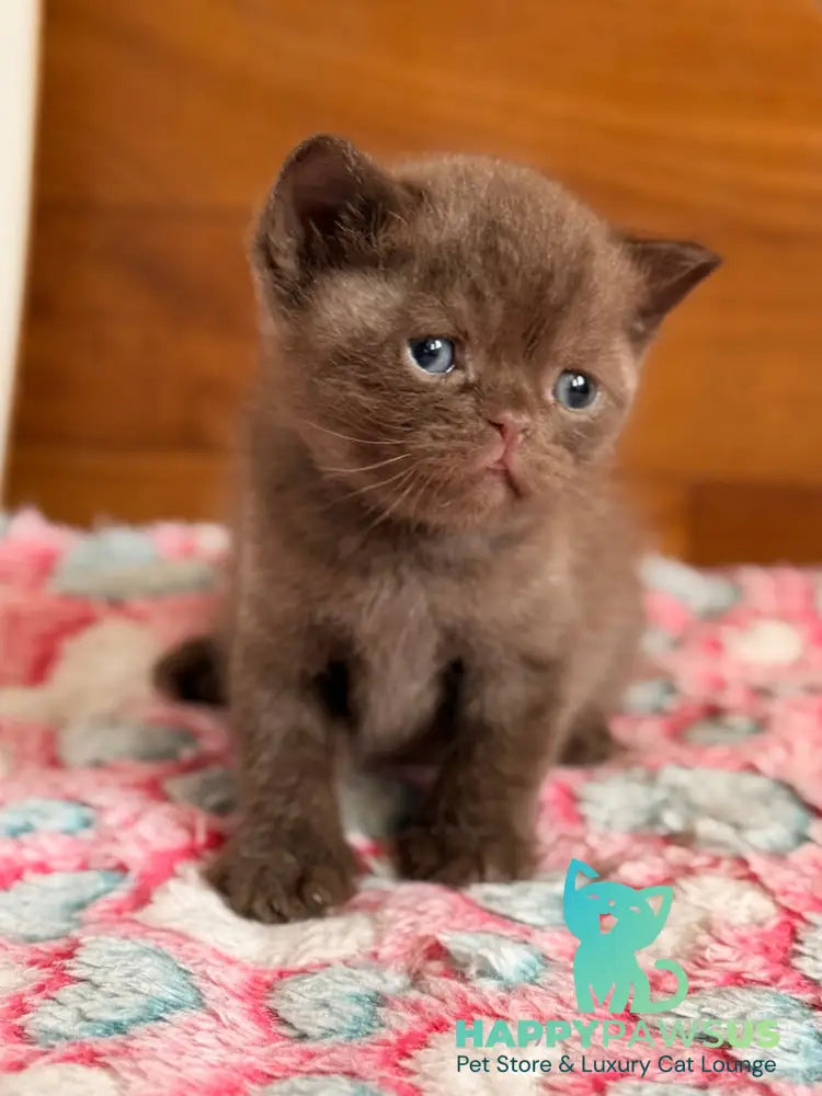 James British Shorthair male chocolate - live animals