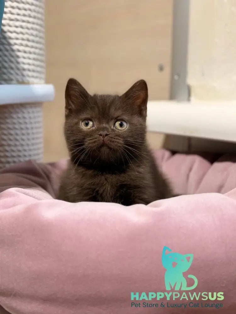 James British Shorthair male chocolate - live animals