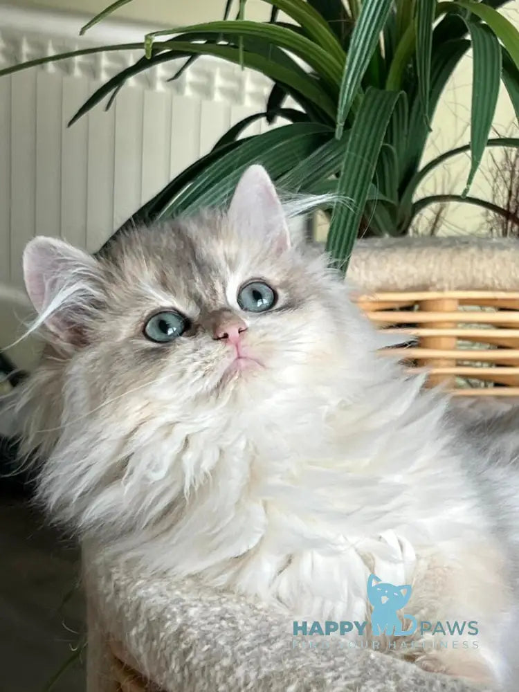 Jan British Longhair male blue golden chinchilla live animals