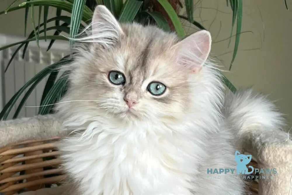 Jan British Longhair male blue golden chinchilla live animals