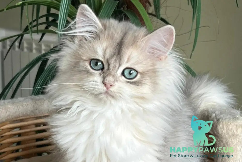 Jan British Longhair male blue golden chinchilla live animals