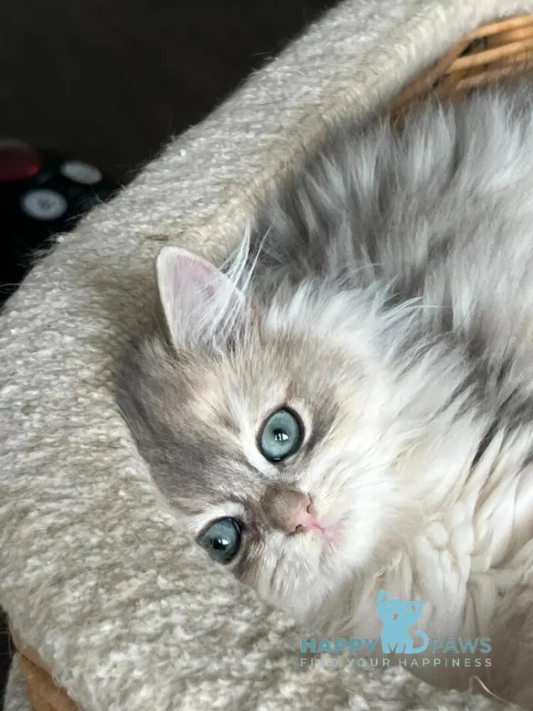 Jan British Longhair male blue golden chinchilla live animals