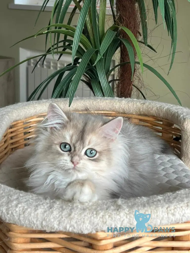 Jan British Longhair male blue golden chinchilla live animals