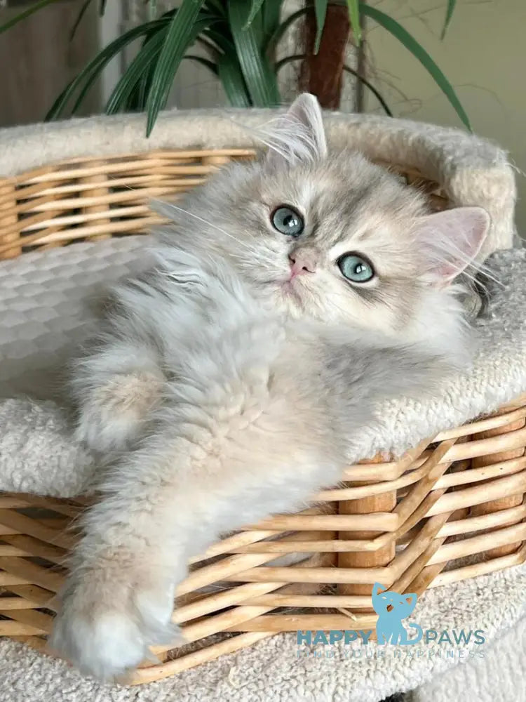 Jan British Longhair male blue golden chinchilla live animals