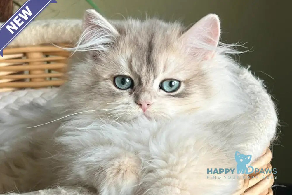 Jan British Longhair male blue golden chinchilla live animals
