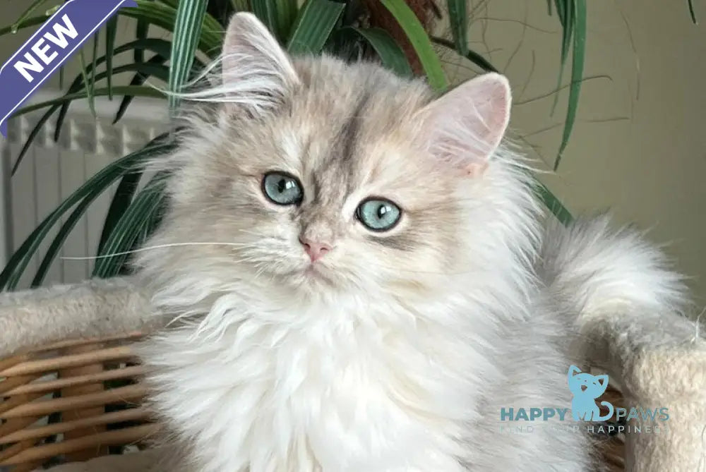 Jan British Longhair male blue golden chinchilla live animals
