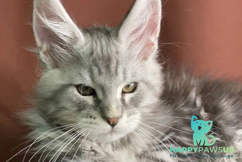 Jan Maine Coon male black silver tabby live animals