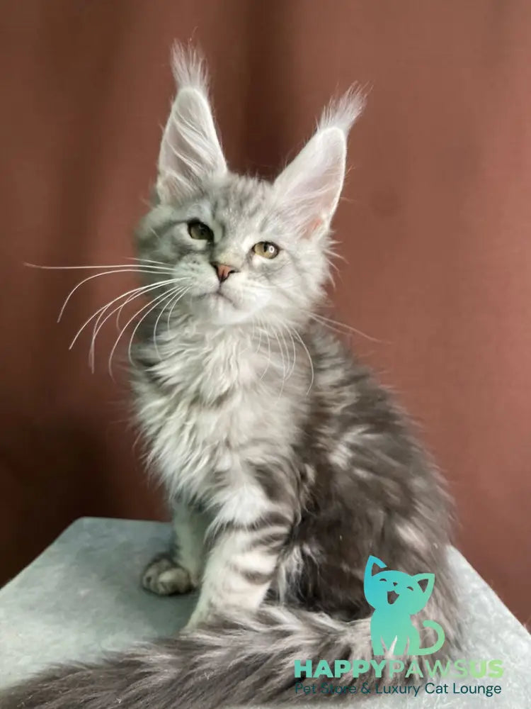 Jan Maine Coon male black silver tabby live animals