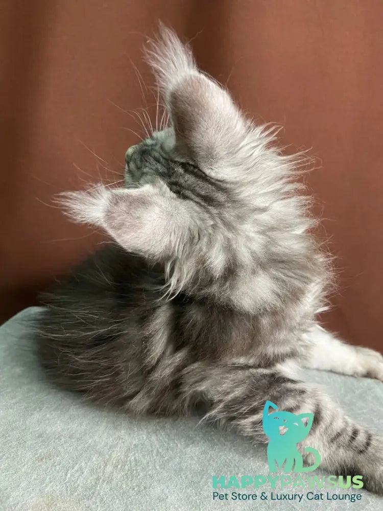 Jan Maine Coon male black silver tabby live animals