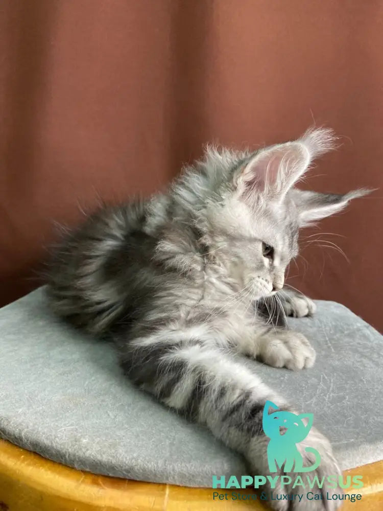 Jan Maine Coon male black silver tabby live animals