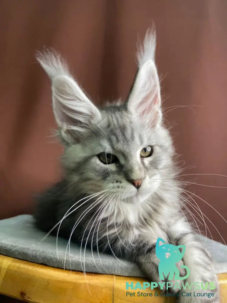 Jan Maine Coon male black silver tabby live animals
