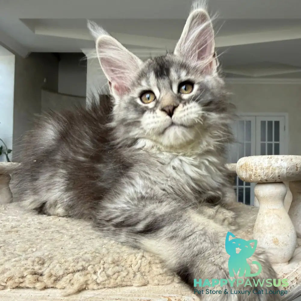 Jana Maine Coon female black silver ticked tabby - live animals