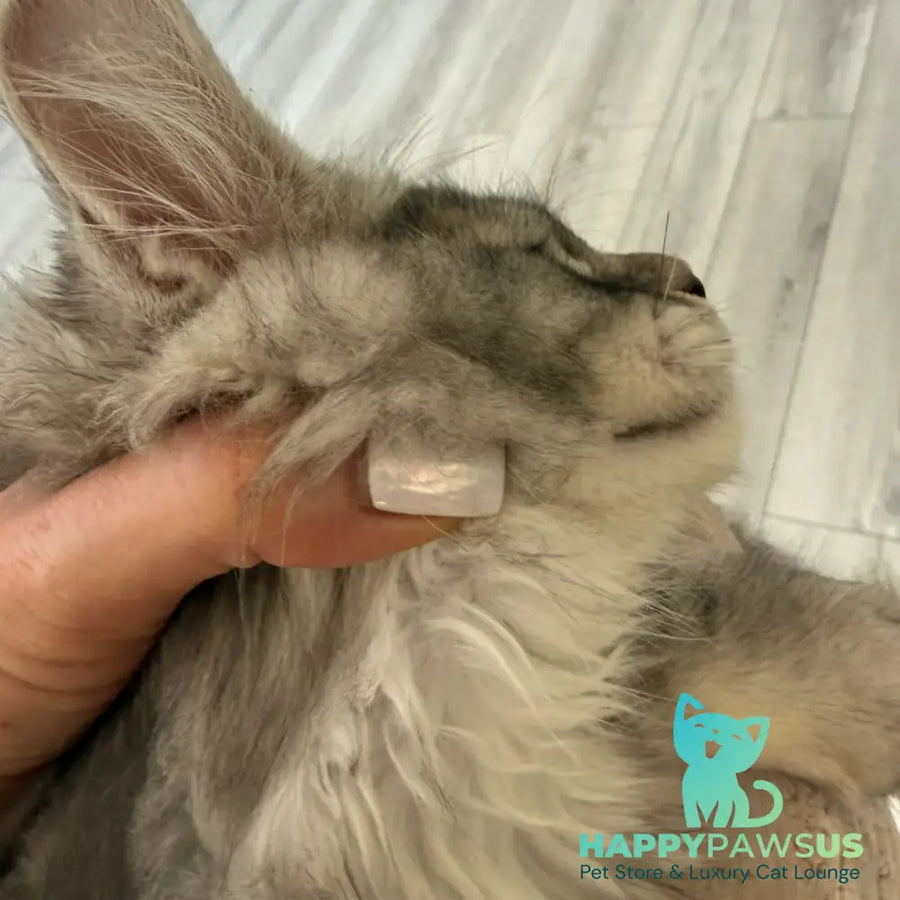 Jana Maine Coon female black silver ticked tabby - live animals