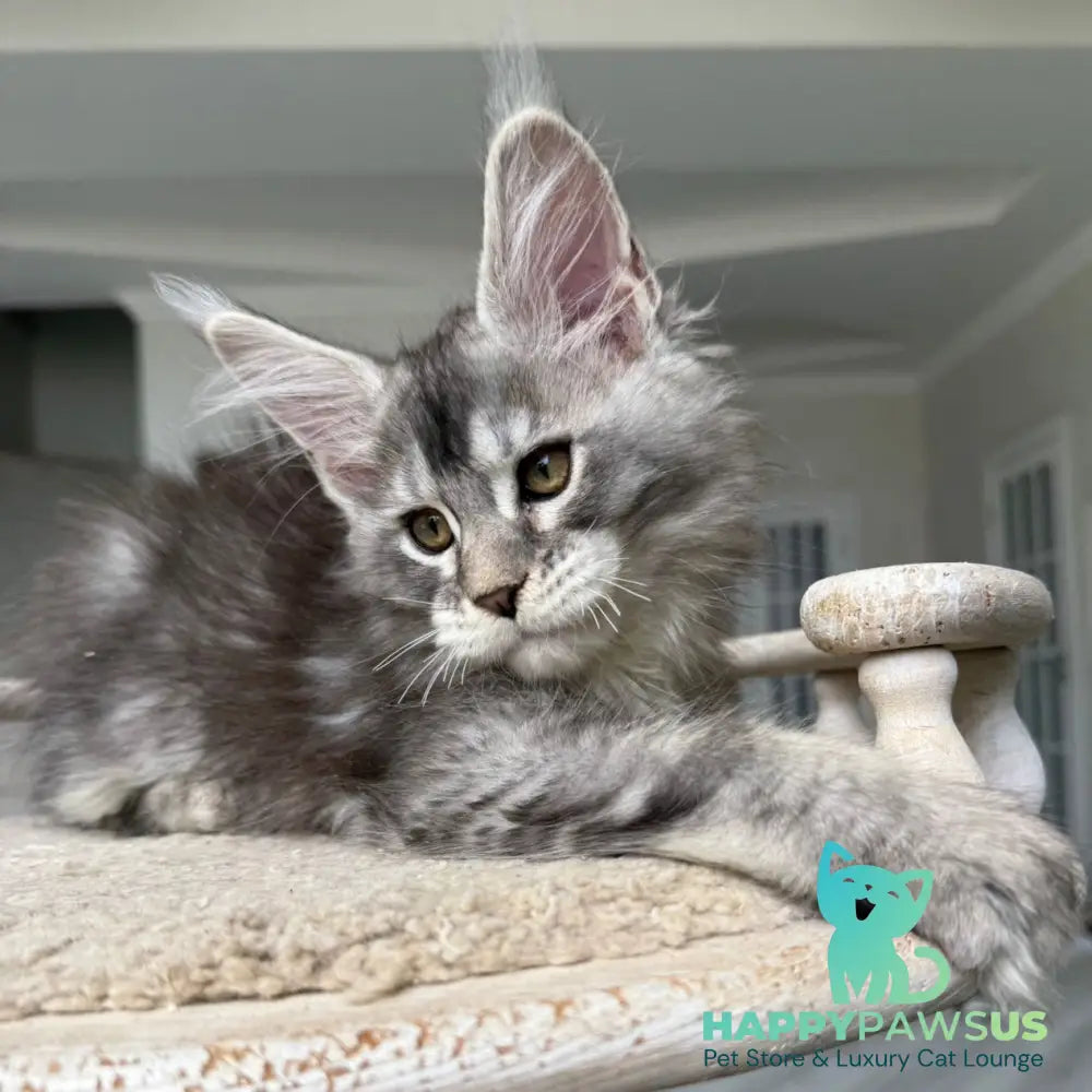 Jana Maine Coon female black silver ticked tabby - live animals
